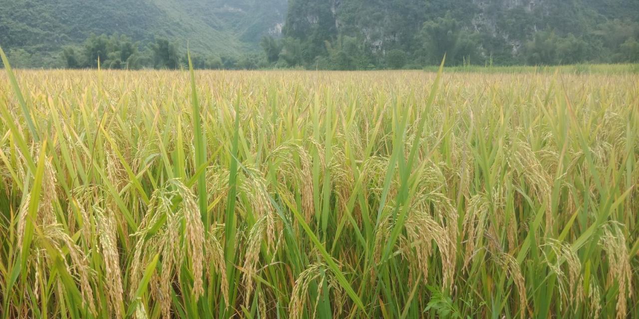 Yen Nhi Homestay Ban Gioc Cao Bang Exterior foto